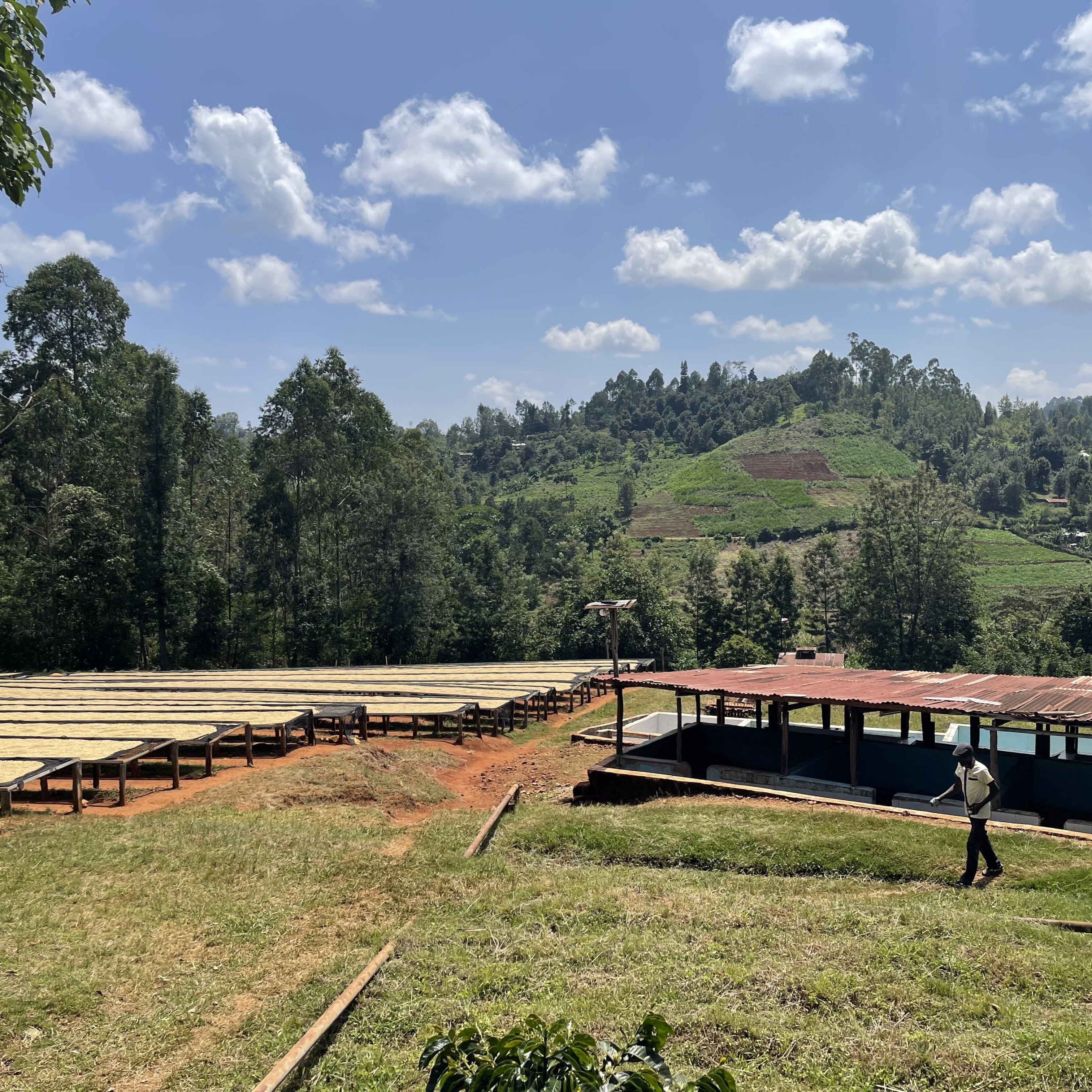 Kenya Kiriaini Washed(23/24クロップ) ORIGIN COUNTRIES(オリジンカントリーズ)スペシャルティ